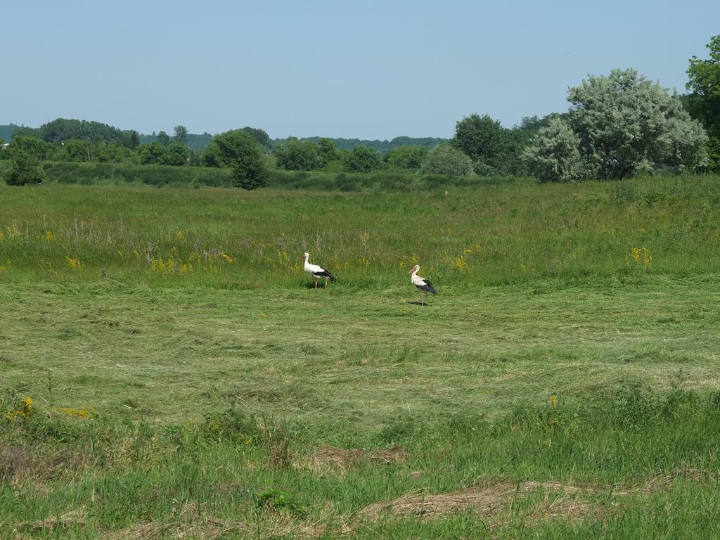 Draž Country House Baranjski Tulipan מראה חיצוני תמונה